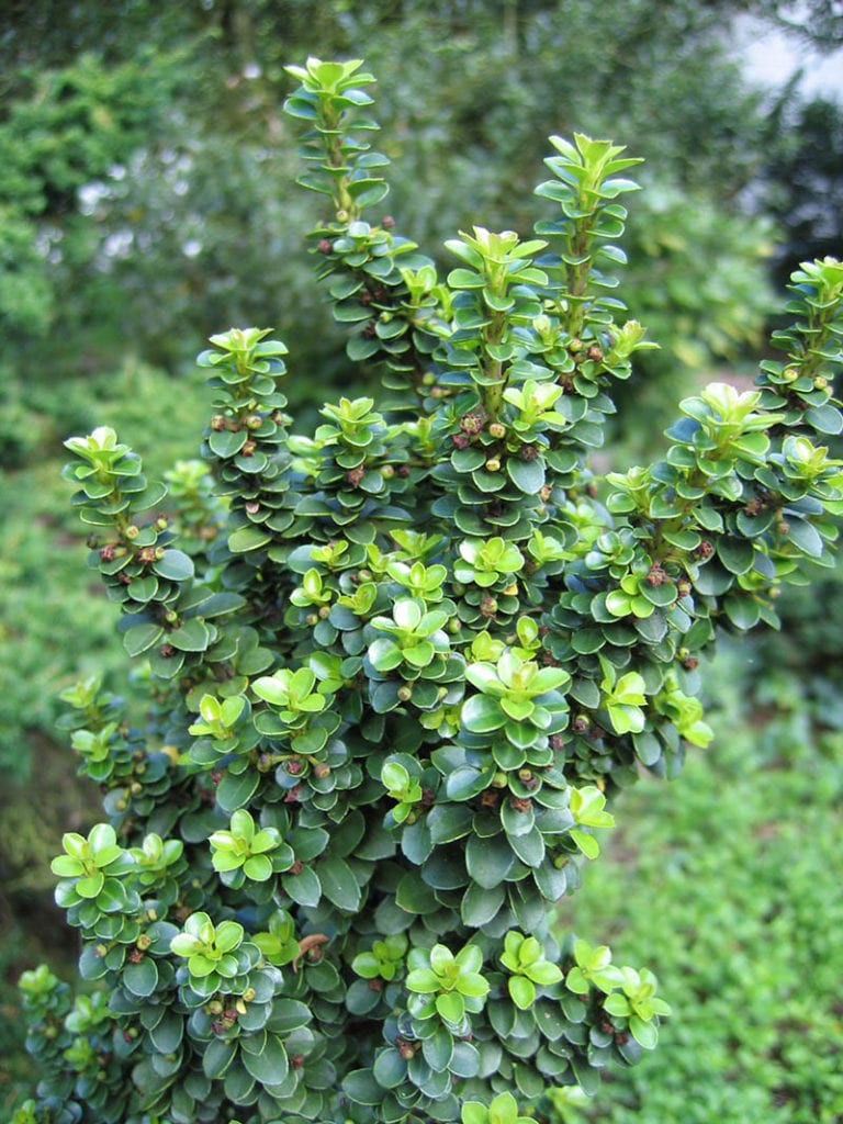 Ilex crenata